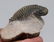 Fossil Trilobite Crotalocephalus Gibbus - 8
