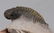 Fossil Trilobite Crotalocephalus Gibbus - 9