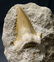 Perfect Shark Tooth On Matrix : Otodus Obliquus