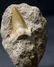 Perfect Shark Tooth On Matrix : Otodus Obliquus - 2
