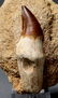Huge Mosasaur Tooth : Prognatodon Anceps