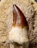 Huge Mosasaur Tooth : Prognatodon Anceps - 2