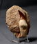Huge Mosasaur Tooth : Prognatodon Anceps - 4