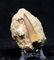 Perfect Plesiosaur Tooth : Zarafasaurus Orientalis