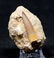 Perfect Plesiosaur Tooth : Zarafasaurus Orientalis - 3