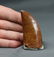 Big African T-rex Dinosaur Tooth : Carcharodontosaurus - 3
