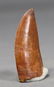 Big African T-rex Dinosaur Tooth : Carcharodontosaurus - 6