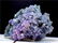 Grape Agate Chalcedony, Botryoidal Chalcedony - 91 Gram - 2
