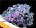Grape Agate Chalcedony, Botryoidal Chalcedony - 91 Gram - 3
