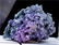 Grape Agate Chalcedony, Botryoidal Chalcedony - 91 Gram - 4