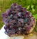286.5 Grams Natural Amethyst Crystals Cluster 84X75X34