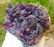 286.5 Grams Natural Amethyst Crystals Cluster 84X75X34 - 2