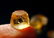 Natural & unheated~Orange Brown Topaz Rough Lot - 7