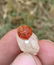 2 Gram Very Amazing Natura Garnet Specimen
