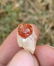 2 Gram Very Amazing Natura Garnet Specimen - 2