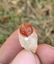 2 Gram Very Amazing Natura Garnet Specimen - 3