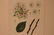 1895 Fruit print - 3