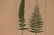 1872 Lowe Fern - 3