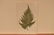 1872 Lowe Fern