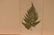 1872 Lowe Fern - 2