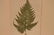 1872 Lowe Fern - 3