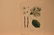 1895 Fruit print - 2