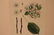 1895 Fruit print - 3
