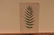 1872 Lowe Fern