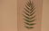 1872 Lowe Fern - 3