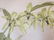 Coelogyne Pandurata - 6