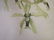 Coelogyne Pandurata - 7