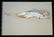 Painting Hawaii Sleeping Nude Elaine Snowden Hodge - 3