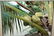 90 Hawaii Koa Print Coconut Palms Gary Reed - 3