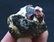 58 Grams Zircon Crystal On Matrix From Baluchistan - 3