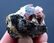 58 Grams Zircon Crystal On Matrix From Baluchistan - 5