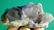 75.3 Grams CUBIC FLUORITE MINERAL FROM BALUCHISTAN - 2