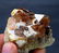 Topaz Crystals , Topaz Specimen , Topaz Crystals with - 5