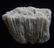 CALCITE PSM CORAL - NEW DISCOVERY - 6