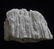 CALCITE PSM CORAL - NEW DISCOVERY - 7