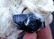 Tourmaline , Blue Cap Tourmaline Crystals with Smoky - 10