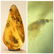 Amber stone with insect, inclusion some rare fly