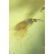 Amber stone with insect, inclusion some rare fly - 2