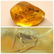 Big natural Baltic amber stone with insect, inclusion