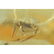 Big natural Baltic amber stone with insect, inclusion - 2
