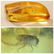 Natural beautiful 100% Baltic amber stone with insect,
