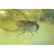 Natural beautiful 100% Baltic amber stone with insect, - 2