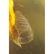 Natural Baltic amber stone with insect, inclusion some - 2