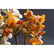 335 gram 100% natural Baltic amber tree, figure - 5