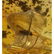 15 g. collection of 100% natural Baltic amber 3 stones - 4