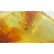 Natural Baltic amber stone with insect, inclusion some - 3